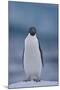 Adelie Penguin on Ice-Theo Allofs-Mounted Photographic Print