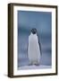 Adelie Penguin on Ice-Theo Allofs-Framed Photographic Print