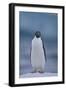 Adelie Penguin on Ice-Theo Allofs-Framed Photographic Print