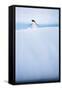 Adelie Penguin on Iceberg in Antarctic Peninsula-null-Framed Stretched Canvas