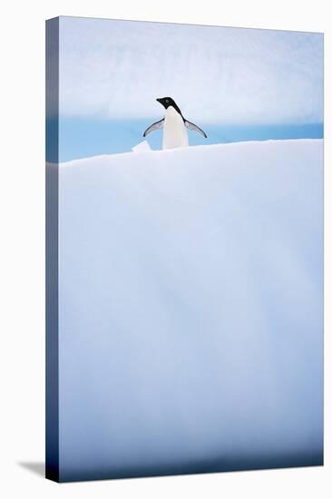 Adelie Penguin on Iceberg in Antarctic Peninsula-null-Stretched Canvas