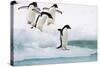 Adelie Penguin on Iceberg-null-Stretched Canvas