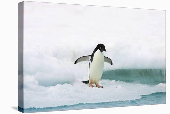 Adelie Penguin on Iceberg-null-Stretched Canvas