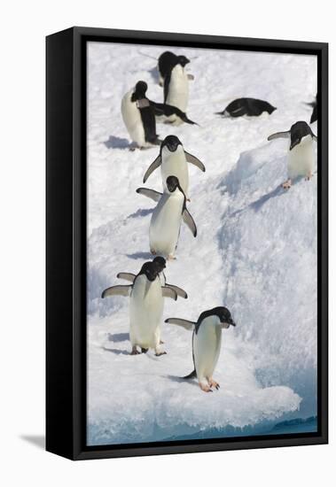 Adelie Penguin on Iceberg-null-Framed Stretched Canvas