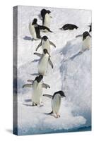 Adelie Penguin on Iceberg-null-Stretched Canvas