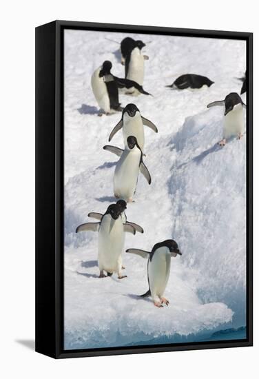 Adelie Penguin on Iceberg-null-Framed Stretched Canvas