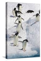 Adelie Penguin on Iceberg-null-Stretched Canvas