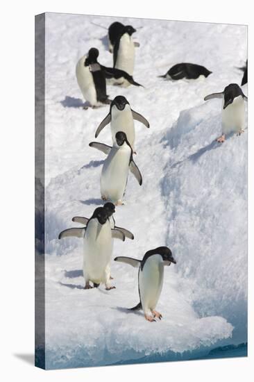 Adelie Penguin on Iceberg-null-Stretched Canvas