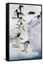 Adelie Penguin on Iceberg-null-Framed Stretched Canvas