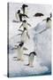 Adelie Penguin on Iceberg-null-Stretched Canvas