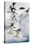 Adelie Penguin on Iceberg-null-Stretched Canvas