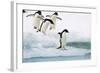 Adelie Penguin on Iceberg-null-Framed Photographic Print