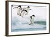 Adelie Penguin on Iceberg-null-Framed Photographic Print