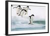 Adelie Penguin on Iceberg-null-Framed Photographic Print