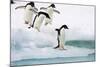 Adelie Penguin on Iceberg-null-Mounted Photographic Print