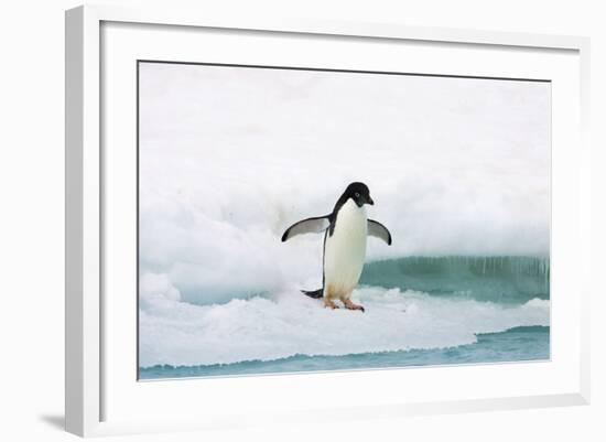 Adelie Penguin on Iceberg-null-Framed Photographic Print