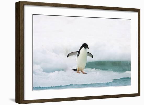 Adelie Penguin on Iceberg-null-Framed Photographic Print