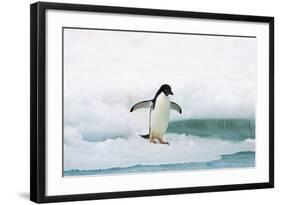 Adelie Penguin on Iceberg-null-Framed Photographic Print