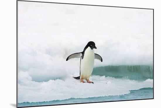 Adelie Penguin on Iceberg-null-Mounted Photographic Print