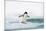 Adelie Penguin on Iceberg-null-Mounted Photographic Print