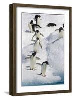 Adelie Penguin on Iceberg-null-Framed Photographic Print