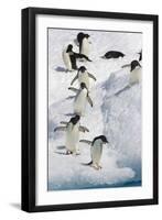 Adelie Penguin on Iceberg-null-Framed Photographic Print