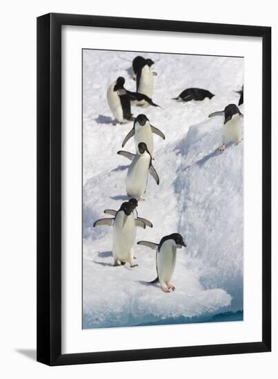 Adelie Penguin on Iceberg-null-Framed Photographic Print