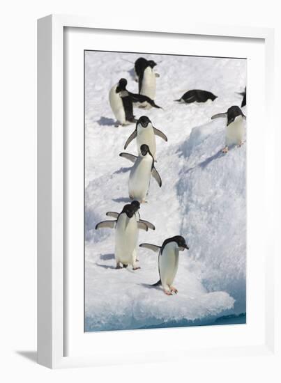 Adelie Penguin on Iceberg-null-Framed Photographic Print