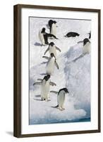 Adelie Penguin on Iceberg-null-Framed Photographic Print