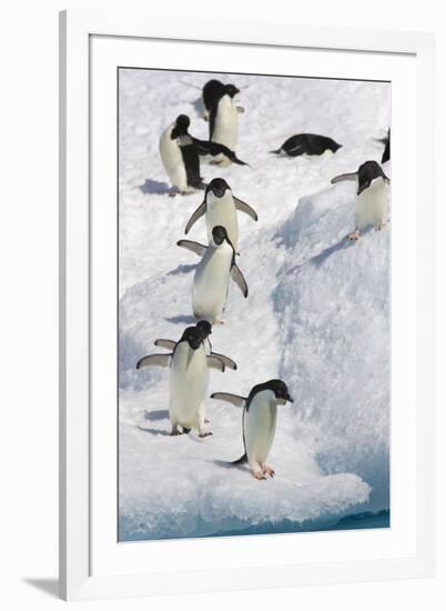 Adelie Penguin on Iceberg-null-Framed Photographic Print