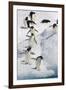 Adelie Penguin on Iceberg-null-Framed Photographic Print