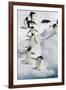 Adelie Penguin on Iceberg-null-Framed Photographic Print