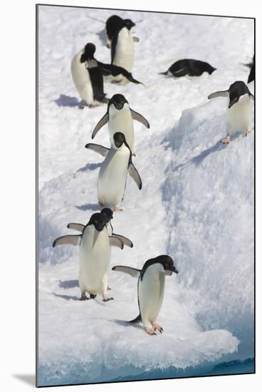 Adelie Penguin on Iceberg-null-Mounted Photographic Print