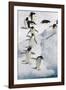 Adelie Penguin on Iceberg-null-Framed Photographic Print