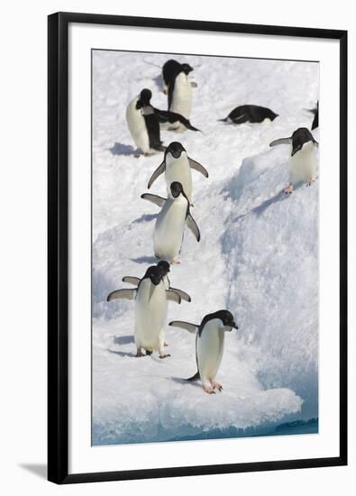 Adelie Penguin on Iceberg-null-Framed Photographic Print