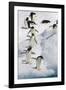 Adelie Penguin on Iceberg-null-Framed Photographic Print