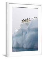 Adelie Penguin on Iceberg-null-Framed Photographic Print