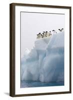 Adelie Penguin on Iceberg-null-Framed Photographic Print