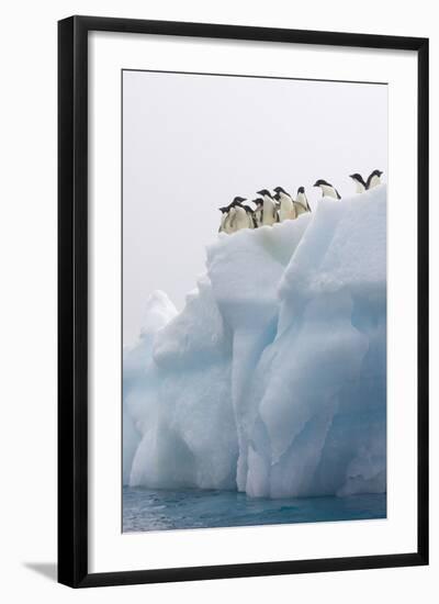 Adelie Penguin on Iceberg-null-Framed Photographic Print