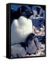 Adelie Penguin on Nest with Chick, Antarctica-Art Wolfe-Framed Stretched Canvas