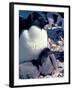 Adelie Penguin on Nest with Chick, Antarctica-Art Wolfe-Framed Photographic Print