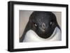 Adelie Penguin on Petermann Island, Antarctica-Paul Souders-Framed Photographic Print