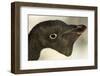 Adelie Penguin on Petermann Island, Antarctica-Paul Souders-Framed Photographic Print