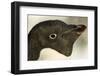 Adelie Penguin on Petermann Island, Antarctica-Paul Souders-Framed Photographic Print