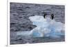 Adelie Penguin. Paulet Island, Antarctica.-Tom Norring-Framed Photographic Print