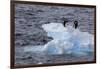 Adelie Penguin. Paulet Island, Antarctica.-Tom Norring-Framed Photographic Print