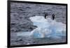 Adelie Penguin. Paulet Island, Antarctica.-Tom Norring-Framed Photographic Print