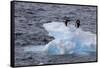 Adelie Penguin. Paulet Island, Antarctica.-Tom Norring-Framed Stretched Canvas