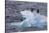 Adelie Penguin. Paulet Island, Antarctica.-Tom Norring-Stretched Canvas