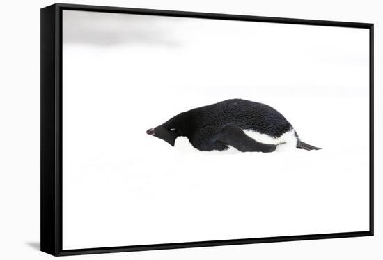 Adelie Penguin (Pygoscelis adeliae) adult, resting on snow, Antarctic Peninsula, Antarctica-Martin Hale-Framed Stretched Canvas